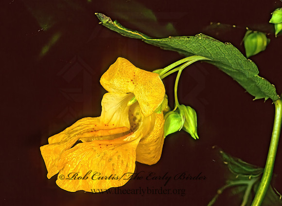 Impatiens pallida  YELLOW JEWELWEED 114428z