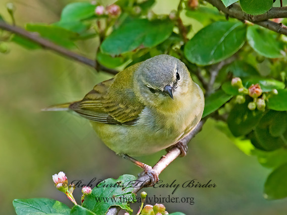 Leiothlypis peregrina  TENNESSEE WARBLER 8022342z