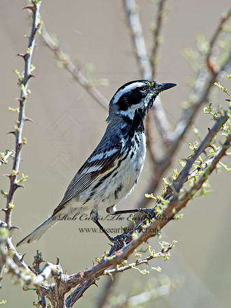 Setophaga nigrescens  BLACK-THROATED GRAY WARBLER 9056405z