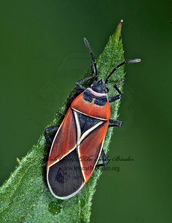 Neacoryphus bicrurcis  WHITE-CROSSED SEED BUG 5013504z