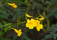 Tecoma stans augustata  YELLOW TRUMPETBUSH 6025384z