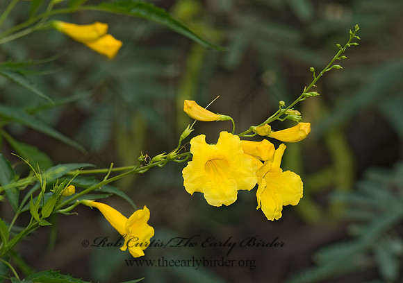 Tecoma stans augustata  YELLOW TRUMPETBUSH 6025384z
