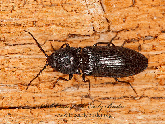 Hemicrepidius  CLICK BEETLE 8037079z