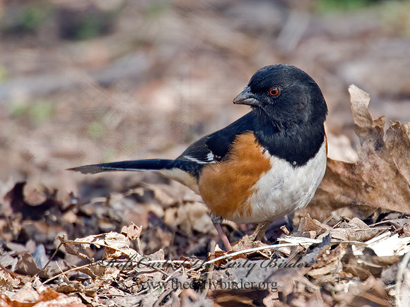 Pipilo erythrophthalmus  EASTERN TOWHEE 6003064z