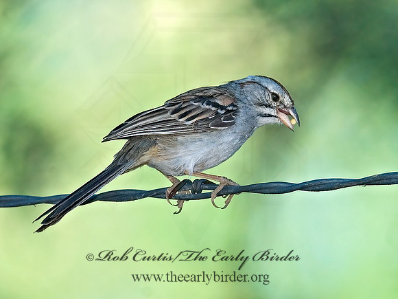 Peucaea carpalis  RUFOUS-WINGED SPARROW 7007927z