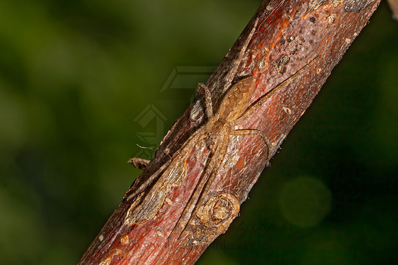 Pisaurina mira NURSERY WEB SPIDER 9089747z