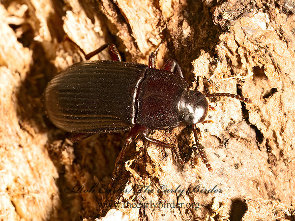 Neatus BLACK DARKLING BEETLE 9087114z