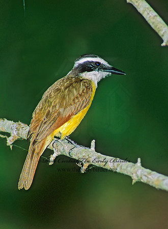 Pitangus sulphuratus  GREAT KISKADEE 89020z