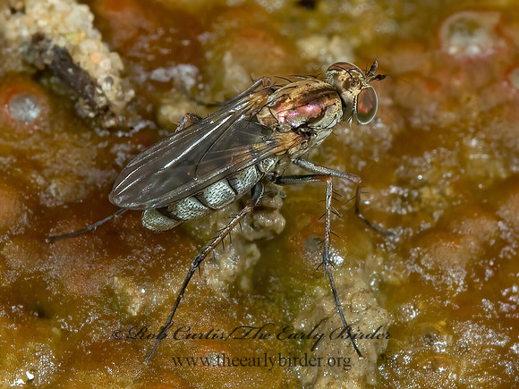 Tachytrechus augustipennis  LONGLEGGED FLY  5014387z