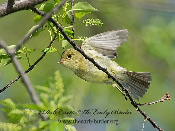 Empidonax flaviventris  YELLOW-BELLIED FLYCATCHER 9011479z