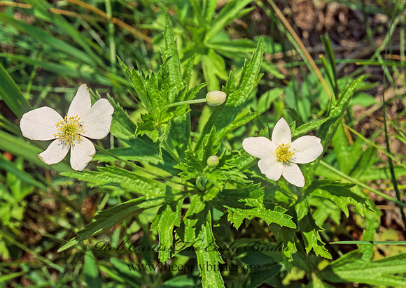 Anemone canadensis  CANADA ANEMONE 281733z