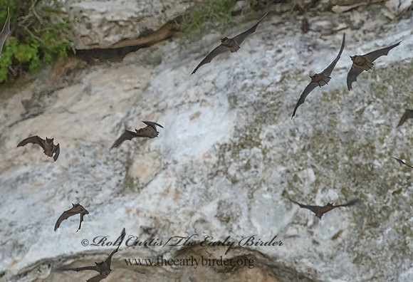 Tadarida brasiliensis  MEXICAN FREE-TAILED BAT 3039971-z