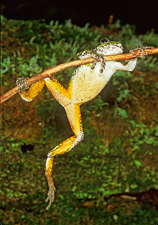 Dryphytes versicolor  GRAY TREEFROG 208403 z