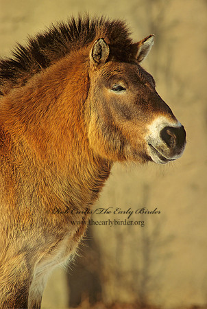 Equus ferus przewalskii  PRZEWALSKI'S HORSE 118912z