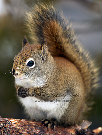 Tamiasciurus hudsonicus  AMERICAN RED SQUIRREL  9008758 z
