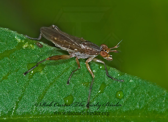 Sepedon MARSH FLY 6013135z