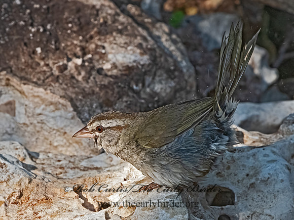 Arremonops rufvirgatus  OLIVE SPARROW 3040903z