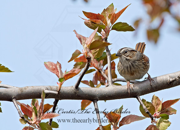 Melospiza georgiana  SWAMP SPARROW 9043032z