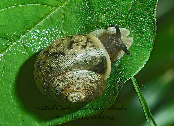 Mesodon thyroidus~  POLYGYRID SNAIL4002272~  POLYGYRID SNAILz