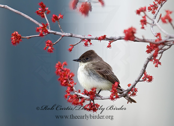 Sayornis phoebe  EASTERN PHOEBE 6021931z