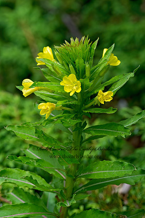 Oenothera biennis  COMMON EVENING PRIMROSE 9031566z