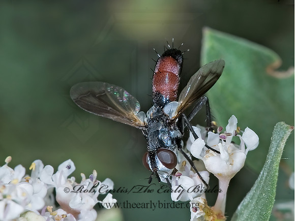 Cylindromyia  TACHINID FLY  7009849z