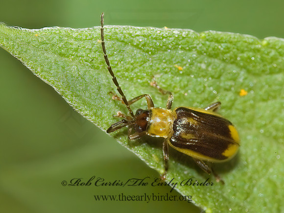 Diiabrotica vergifera 5012647z