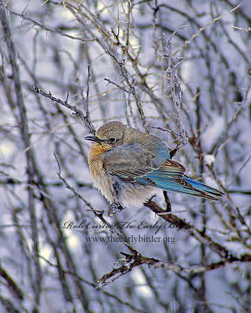 Sialia currucoides  MOUNTAIN BLUEBIRD  102731z