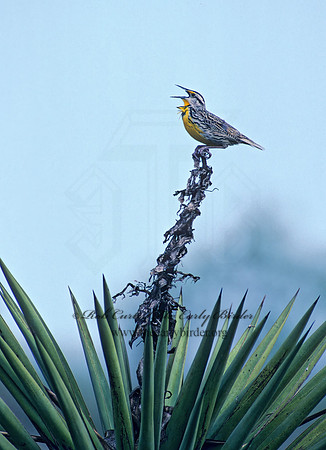 Sturnella magna  EASTERN MEADOWLARK 50003z