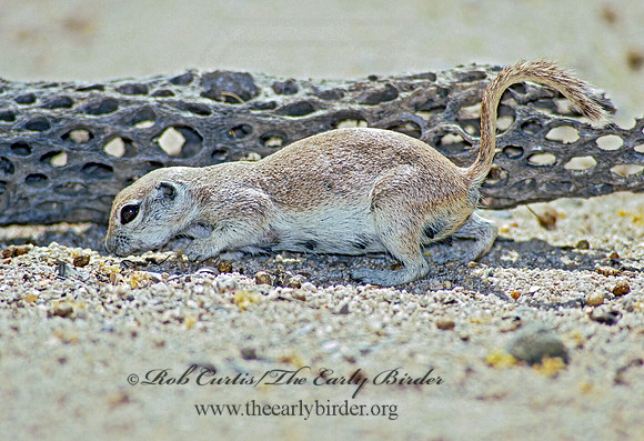 Xerospermophilus tereticaudus  ROUND-TAILED GROUND SQUIRREL 94026.2z