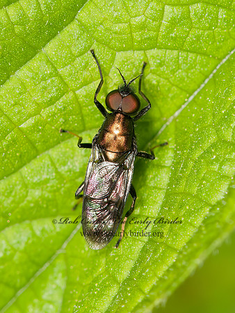 Myxosargus nigricormis  SOLDIER FLY 3016203z