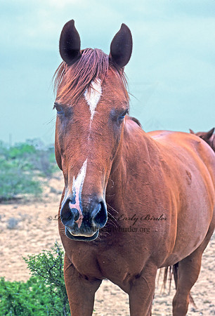 Equus caballus  HORSE 54624z