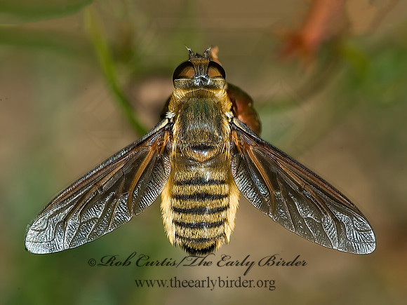 Poecilanthrax tegminipennis  VILIINI BEE FLY 7005625z