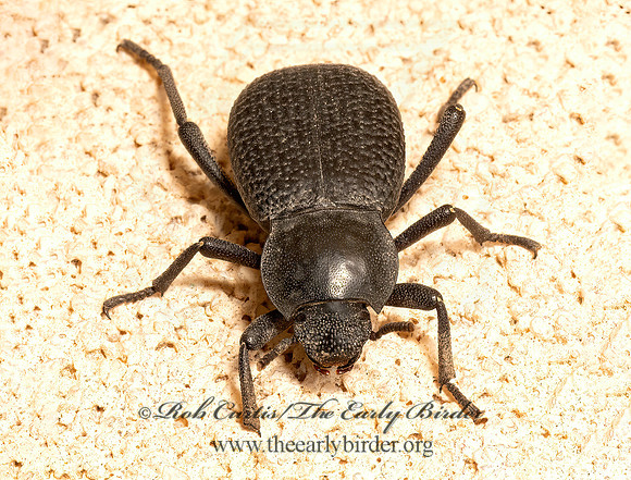 Cryptoglossa infausta  DEATH-FEIGNING BEETLE 3036313z
