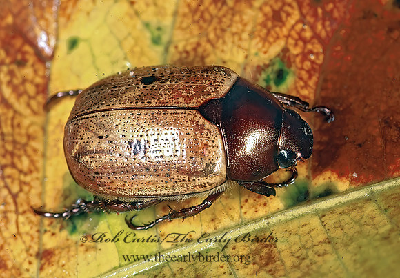Anomala valida  LEAF CHAFER SCARAB 194331z
