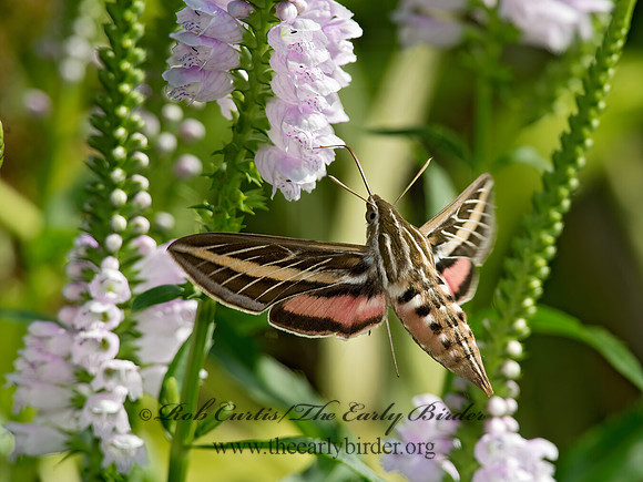 Hyles lineata  WHITE-LINED SPHINX 9014133 z