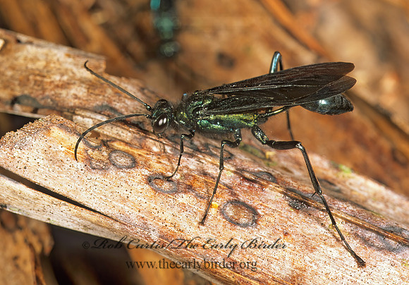 Chalybion californicum 260525z