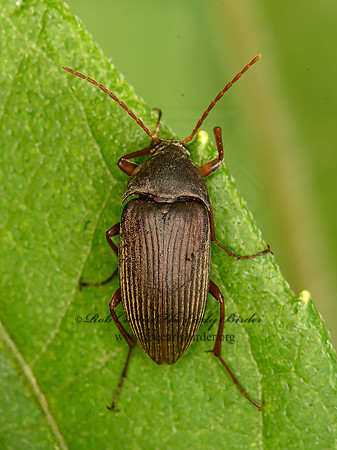 Androchirus erythropus  COMB-CLAWED BEETLE 1303905z