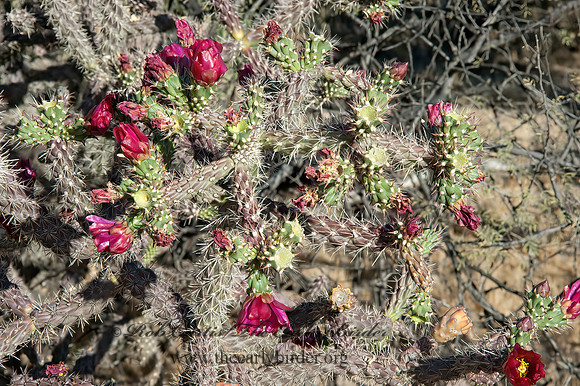 Cylindropuntia imbricata  TREE CHOLLA 5006418z