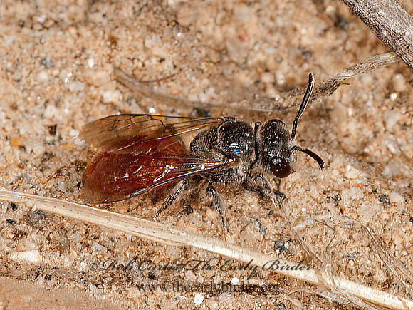 Sphecodes  SWEAT BEE 8037119 z