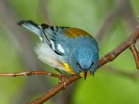 Setophaga americana NORTHERN PARULA 8022099z