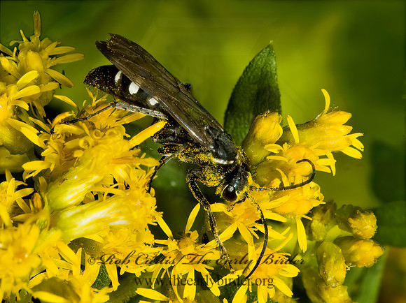 Episyron quinquenotatus  POMPILINI SPIDER WASP 5015668z