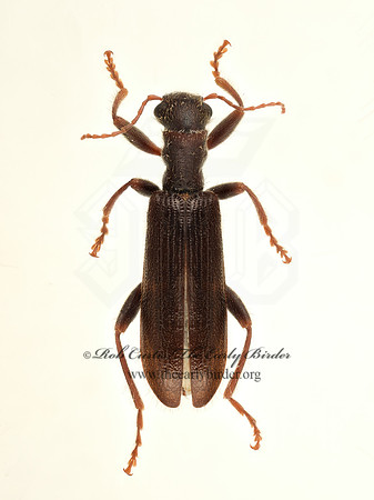 Cymatodera  CHECKERED BEETLE 9020610z