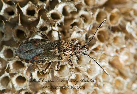 Neortholomus scolopax 5010221z