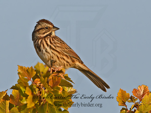Melospiza melodia  SONG SPARROW 9060589z