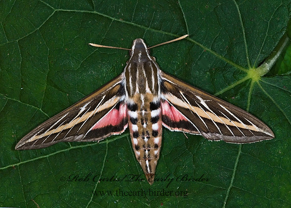 Hyles lineata  WHITE-LINED SPHINX 7005528 z