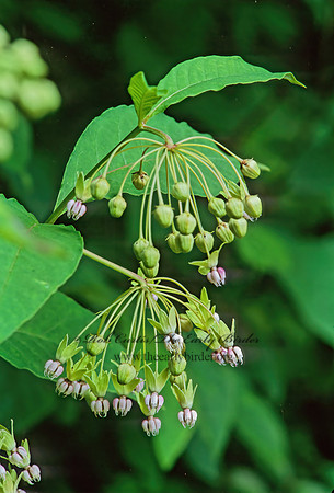 Asclepias meadii  MEAD'S MILKWEED 267705z