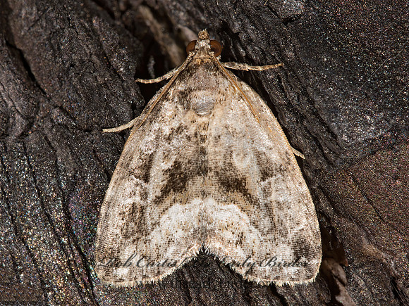 Protodeltote muscosula  LARGE MOSSY LITHACODIA 9003574z