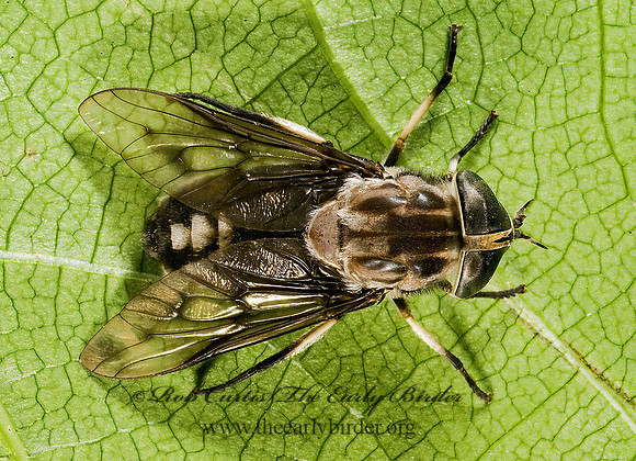 Tabanus trimaculatus  HORSE FLY 8005922z