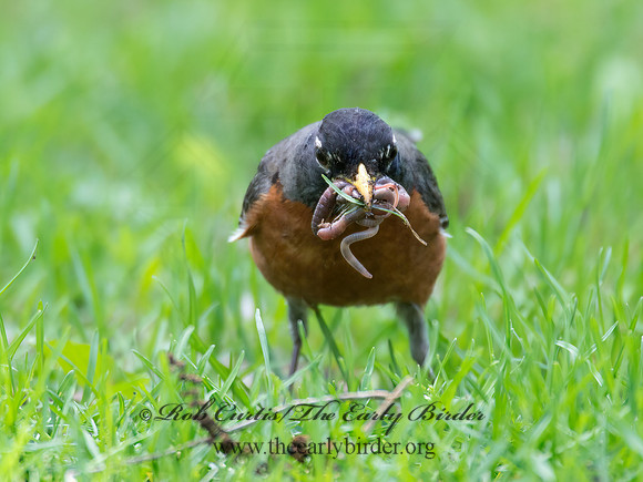 Turdus migratorius  AMERICAN ROBIN 9022225z
